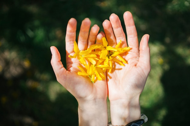 Hände hält Frühling gelbe Blumen sind auf einem natürlichen Hintergrund. Freiheit und Liebe Natur Consept