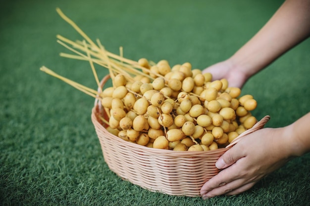 Hände halten Eimer mit frischen Datteln Obst mit grünem Hintergrund.