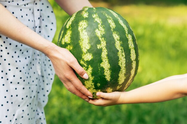 Hände halten eine große Wassermelone