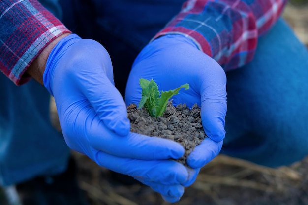 Hände halten eine junge Pflanze mit Erde ein Bauer hält einen Spross in seinen Händen Agronom Öko-Produkte