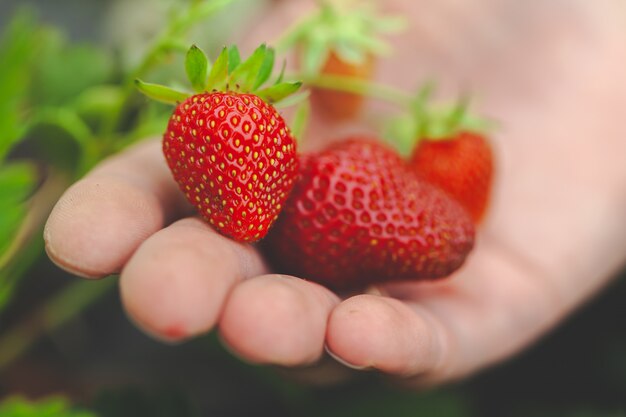 Hände halten Handvoll reife Erdbeeren