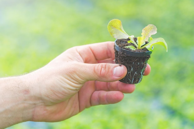 Hände halten Salatsämling in einer hydroponischen Salatfarm im Gewächshaus