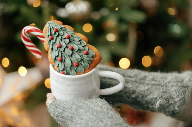 Hände halten Tasse mit Cookie und Zuckerstange auf dem Hintergrund des Weihnachtsbaums mit goldenen Lichtern Gemütlicher Winter zu Hause Frau mit leckerem Getränk und Süßigkeiten am beleuchteten Weihnachtsbaum