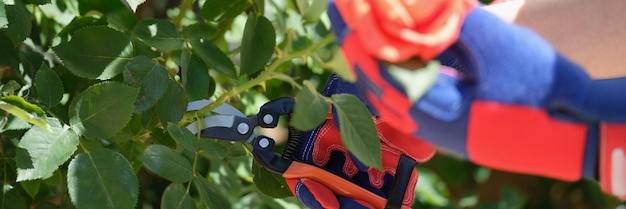 Hände in Handschuhen beschneiden Sträucher roter Rosen im Garten mit Gartenschere. Der behandschuhte Gärtner schneidet