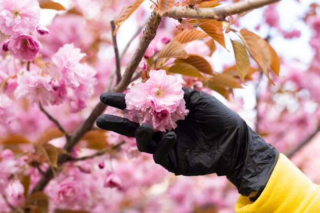 Hände in Handschuhen, die einen blühenden Sakura-Baum berühren