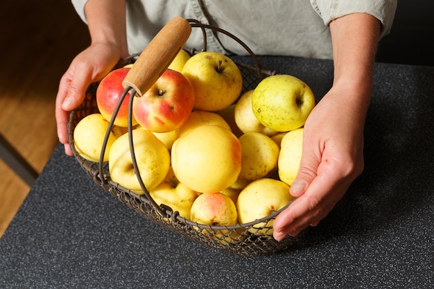 Hände legen Äpfel in einen Metallkorb voller frisch geernteter Bio-Gartenäpfel Herbstwinter-Äpfel-Gartenerntekonzept Gesunde Bio-Lebensmittel und Ernährung