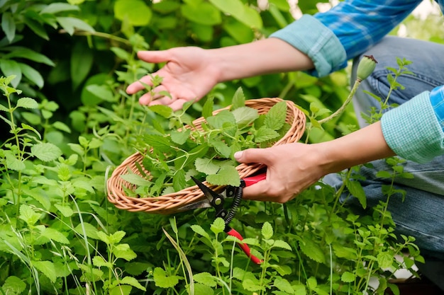 Hände mit Gartenscheren und Korbteller mit aromatischen frischen Zitronenmelisse-Minze Melissa officinalis-Kräutern