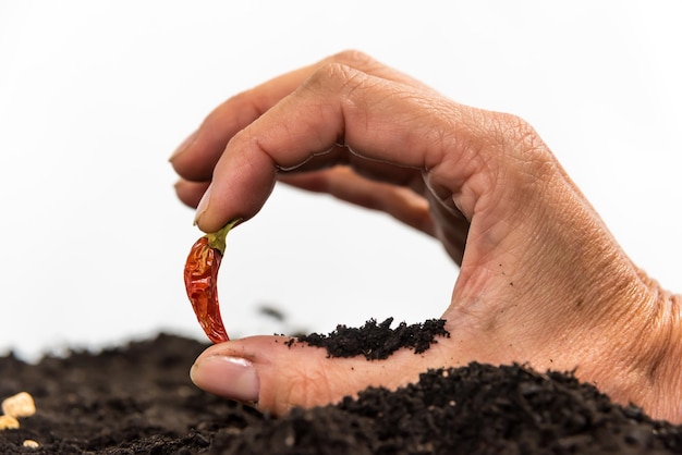 Hände mit rotem Chili-Paprika im Boden Gartenkonzept Tag der Erde aus nächster Nähe