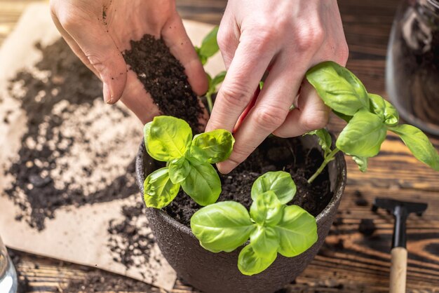 Hände pflanzen sorgfältig junge grüne Sämlinge in den Topf Konzept des Gartenfrühlings und des Hobbys