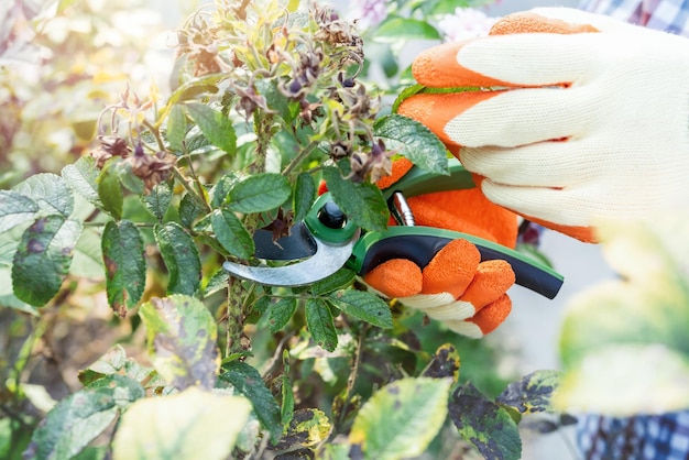 Hände schneiden trockene verblasste Blumen, Gartenläufer in einem Herbstgarten