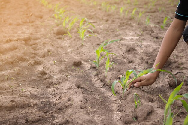 Hände schützen jungen Mais im Maisfeld mit trockenem Boden. Konzept der Naturkatastrophe.