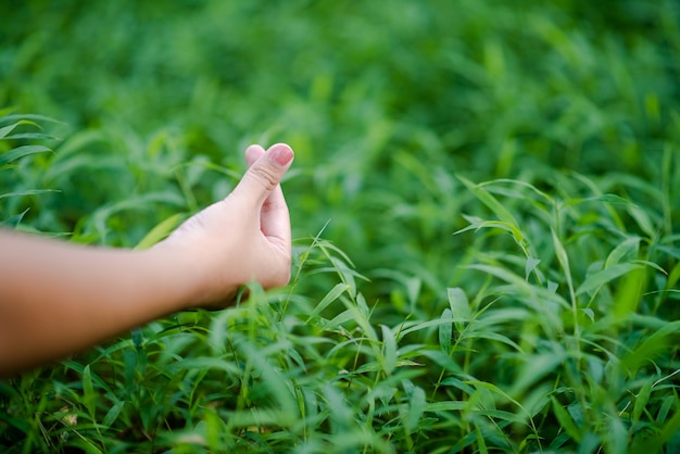 Hände und Natur Liebe Helle Liebe müssen sich auf natürliche Weise Liebe und Schönheit schenken