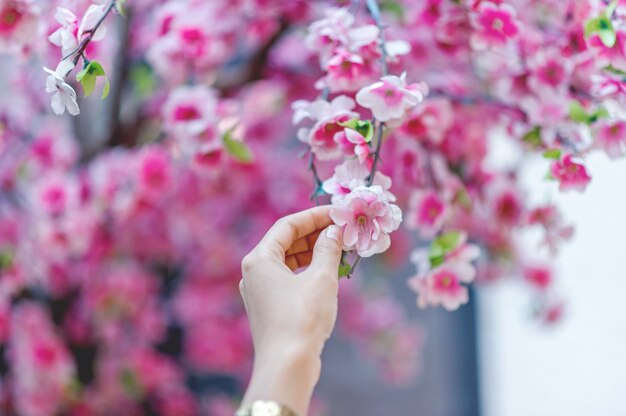 Hände und schöne rosa Kirschblüten Naturreiseideen mit Kopienraum