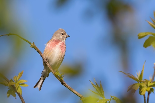 Hänfling Linaria cannabina Das Männchen sitzt auf einem Ast gegen den Himmel