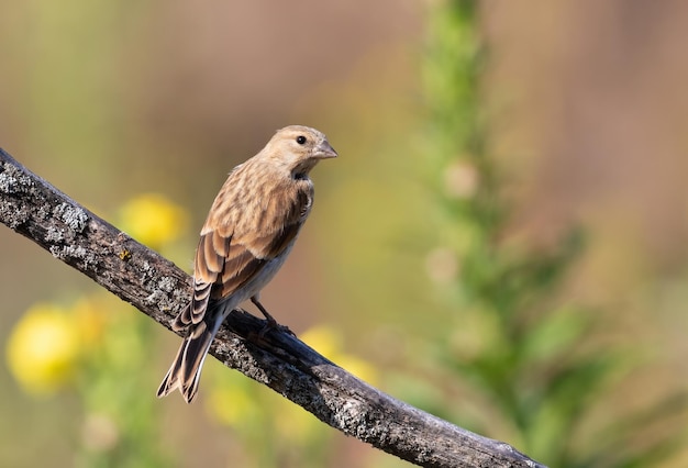 Hänfling Linaria cannabina Ein junger Vogel sitzt auf einem schönen Ast