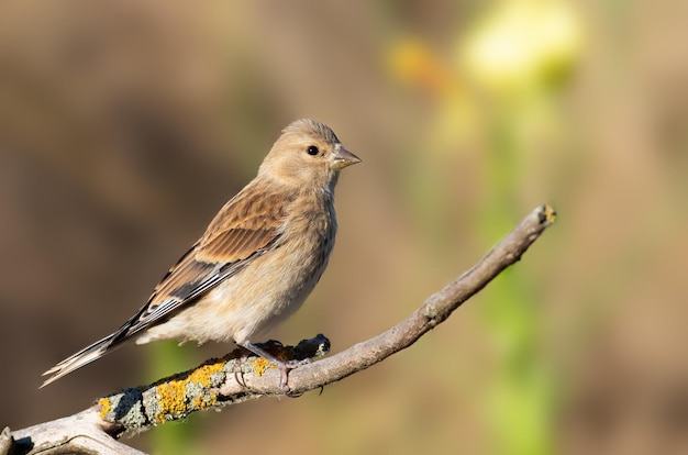 Hänfling Linaria cannabina Ein Vogel sitzt auf einem Ast vor einem schönen verschwommenen Hintergrund