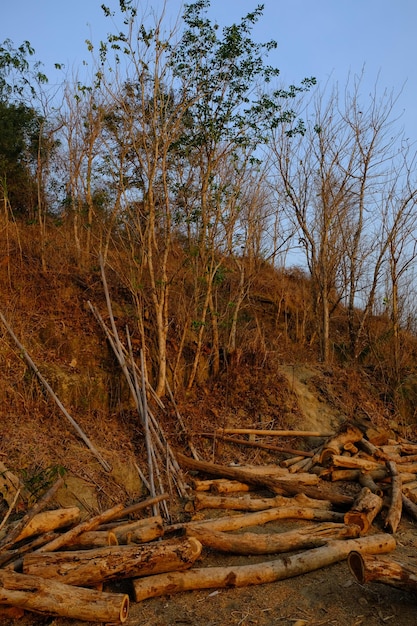 Hänge von Teakwäldern, die während der Trockenzeit verdorren. Teakbäume werden gefällt. großer Baumstamm. illegal.