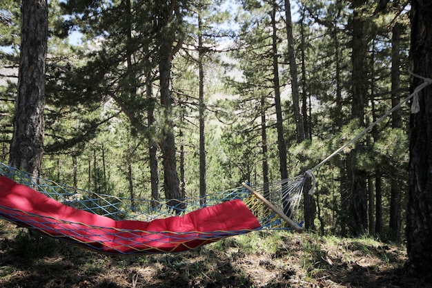 Hängematte im Wald