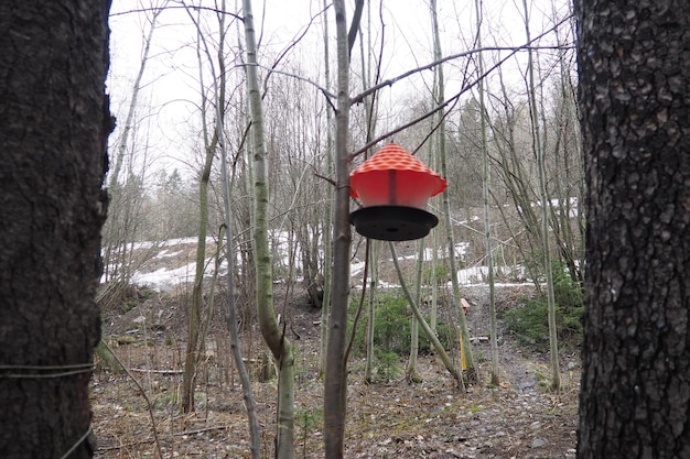 Hängende hausgemachte Futterplattform oder Plattform zur Fütterung von Vögeln und Eichhörnchen im Winter und Frühling in Hungertiden Futterplätze für Vögel und Eichhörner in einem Wald- oder Stadtpark