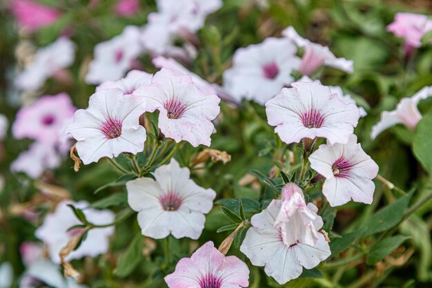 Hängende Körbe mit Petunienblumen