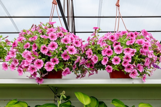 Hängender Blumentopf mit schönen rosa Ampelny Petunien