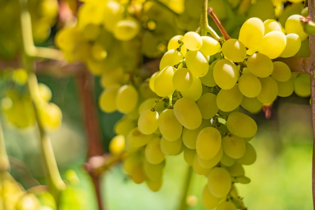 Hängt reife Trauben an einer Niederlassung eines Weinbergs in einem Garten im Herbst.