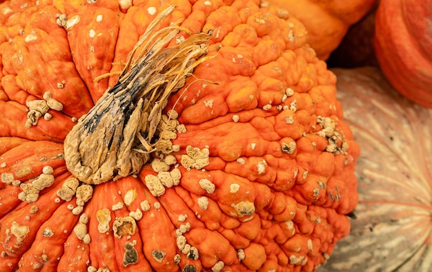 Hässliche Kürbisse und Kürbisse stapelten sich in einer traditionellen Herbst-Produktanzeige