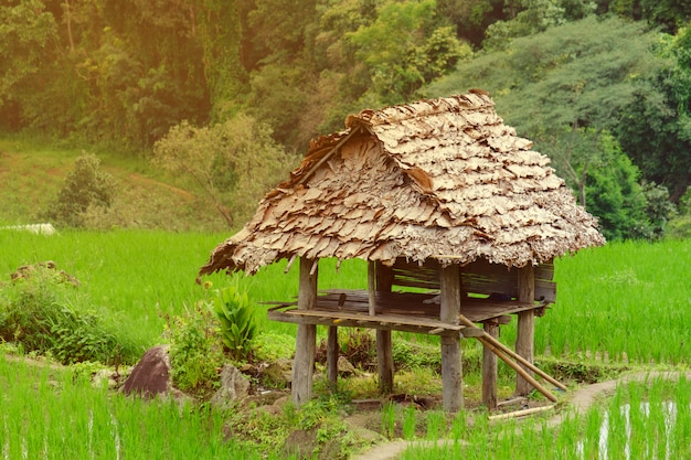 Häuschen in den Reisfeldern am Asiaten, Hütte von Asien-Art