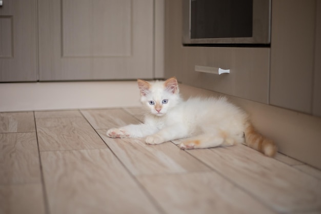 Häusliches Leben mit einem Haustier Kätzchen spielt in der Küche