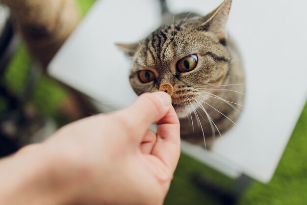 Häusliches Leben mit Haustier. Junger Mann gibt seinem Katzenfleischsnack.