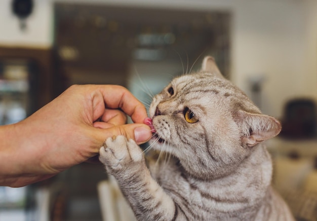 Häusliches Leben mit Haustier Junger Mann gibt seiner Katze einen Fleischsnack