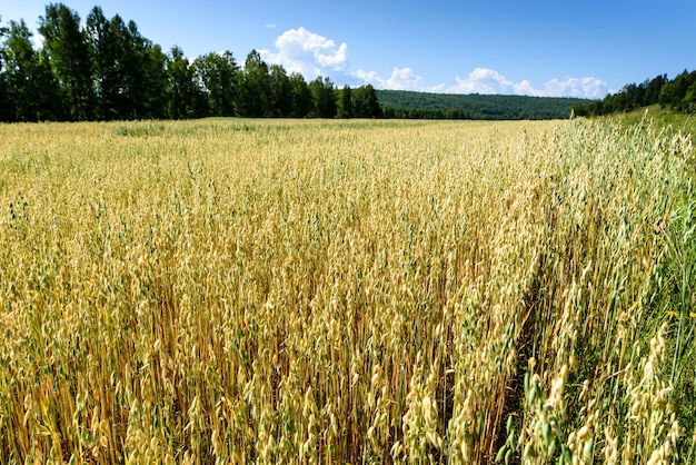 Haferfeld im Sommer