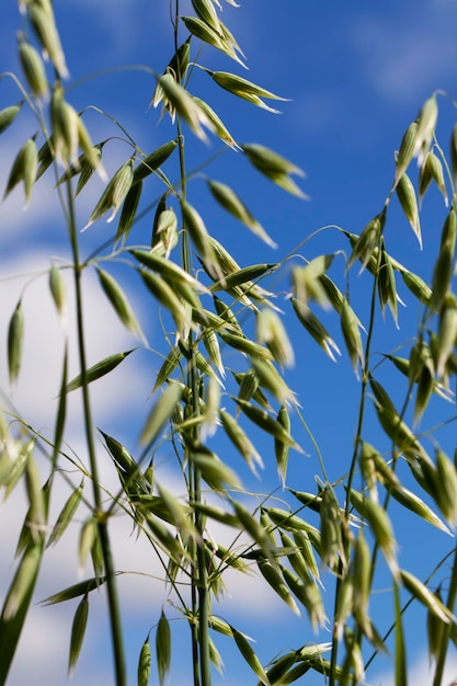 Haferpflanze während des Anbaus auf dem Feld im Sommer