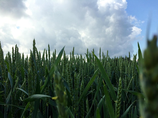 Haferpflanzen wachsen auf dem Feld vor bewölktem Himmel