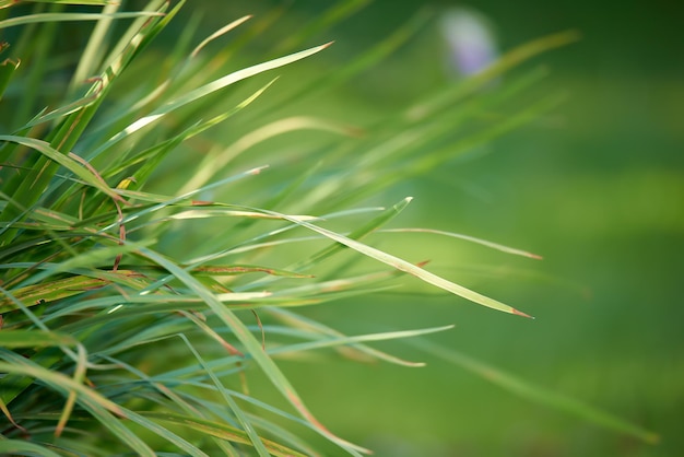 Haga zoom en la hierba fresca que crece en un campo o parque en un día soleado Césped largo sin cortar que necesita un corte o mantenimiento Hierba fresca de primavera silvestre que crece fuera Papel tapiz natural sin cortar con espacio de copia