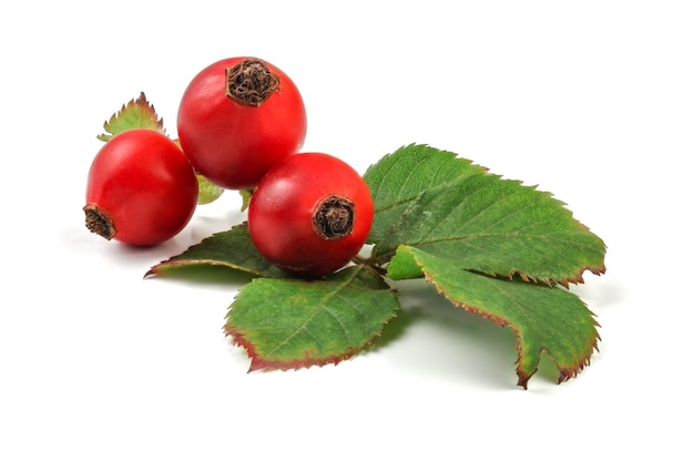 Hagebutten (Rosa Canina Früchte) mit Blättern isoliert auf weißem Hintergrund.