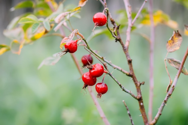 Hagebuttenbeeren auf Buschzweigen