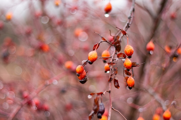 Hagebuttenbeeren auf Bush-Nahaufnahme. Alternativmedizin, Beerenpflücken für die Winterzeit. Natürliches Vitamin