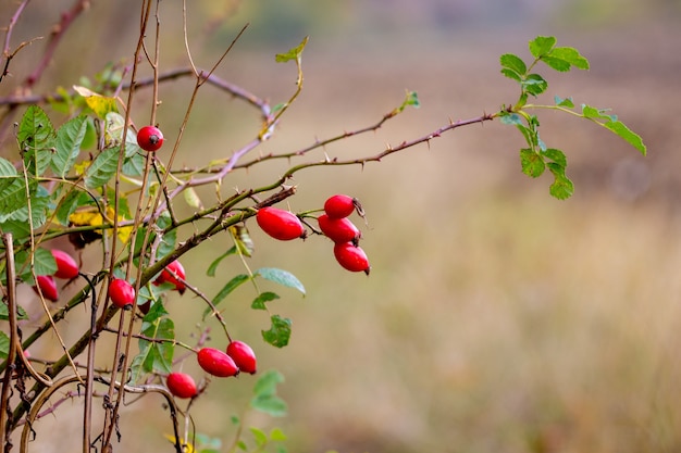 Hagebuttenbusch mit roten reifen Beeren auf unscharfem Hintergrund, Kopienraum