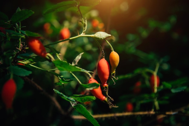 Hagebuttenfrüchte auf einem grünen Busch in natürlicher Sonnenlichtnahaufnahme Quelle von Vitamin C Flavonoiden und Spurenelementen