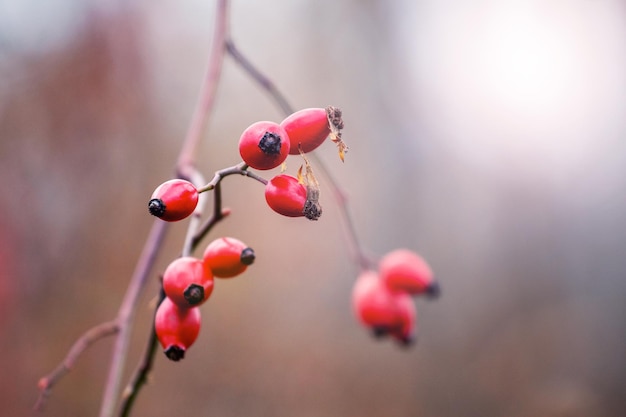 Hagebuttenzweig mit roten Beeren auf verschwommenem Hintergrund im Herbst