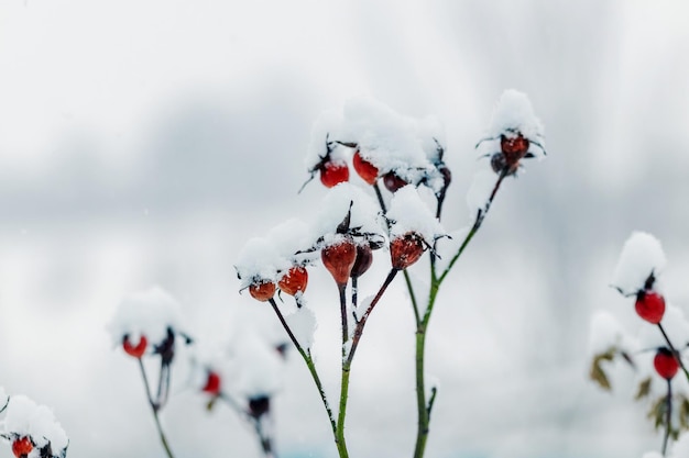 Hagebuttenzweig mit roten Beeren, die im Winter mit Schnee bedeckt sind