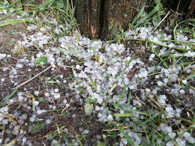 Foto hagel, der im sommer auf das grüne gras fiel