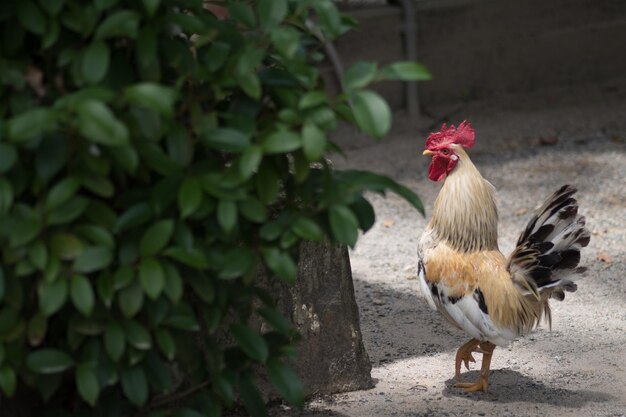 Foto hahn auf dem boden