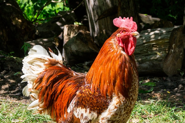 Hahn, der in den Hof geht. Geflügel im Dorf.