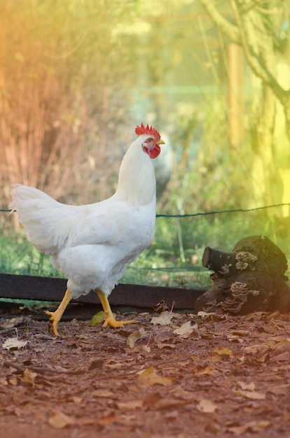 Hahn gehen draußen Freilandhahn im Hinterhof auf einem gelben Gras Huhn im bunten Herbsthintergrund