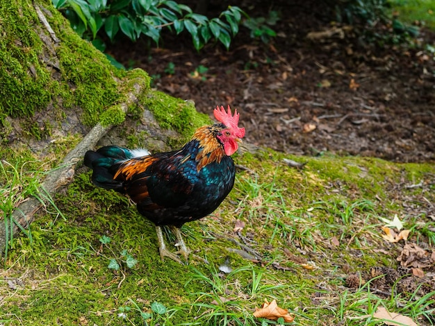 Hahn mit bunten Federn im Wald