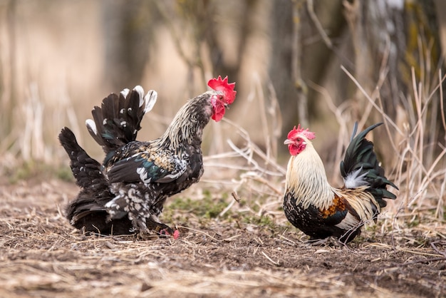 Hahn und ein Huhn paaren sich auf dem Heuboden.