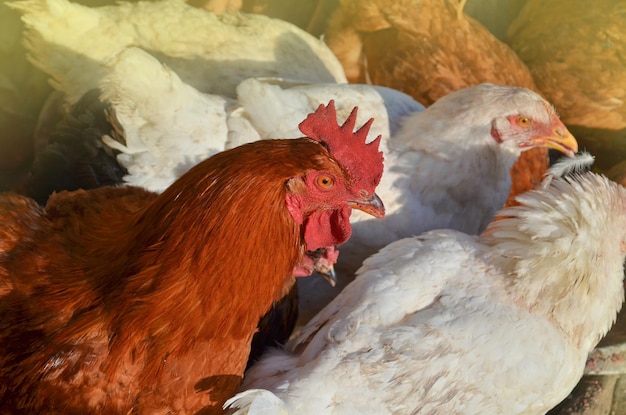 Hahn und Henne finden Nahrung im Garten Hahn und Hühner fressen auf dem Bauernhof Shickens, der Mais isst