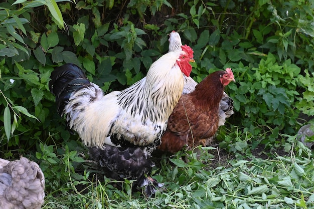 Foto hahn und hühner auf dem grünen gras